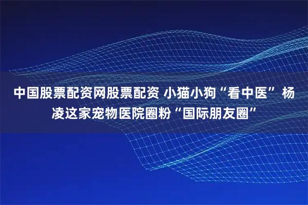 中国股票配资网股票配资 小猫小狗“看中医” 杨凌这家宠物医院圈粉“国际朋友圈”